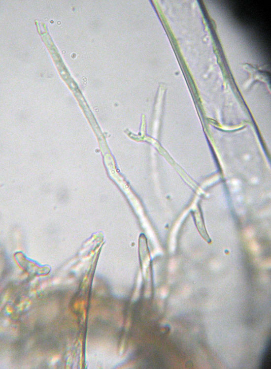 Patologia vegetale, fungo, myxo...?